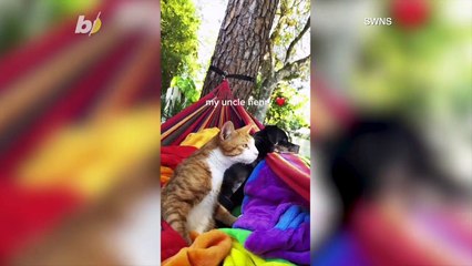 Watch This Cute Cat Swinging Away in a Hammock!