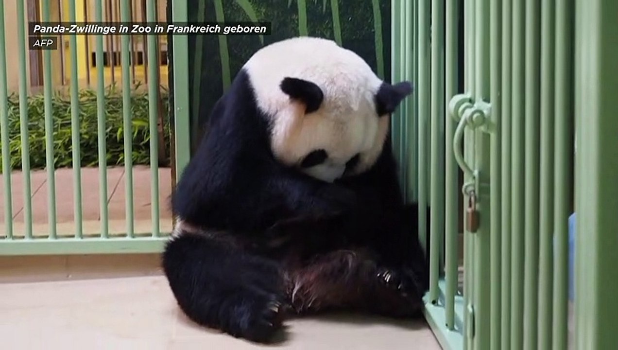 Französischer Zoo feiert Geburt von Panda-Zwillingen