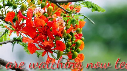 30 minutes relaxing music,30 minutes relaxing music therapy for stress relief,relaxing music sleep