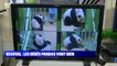 Story 4 : Au zoo de Beauval, les bébés pandas vont bien - 02/08