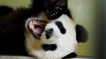 Comment la Chine se sert des pandas pour servir ses intérêts diplomatiques