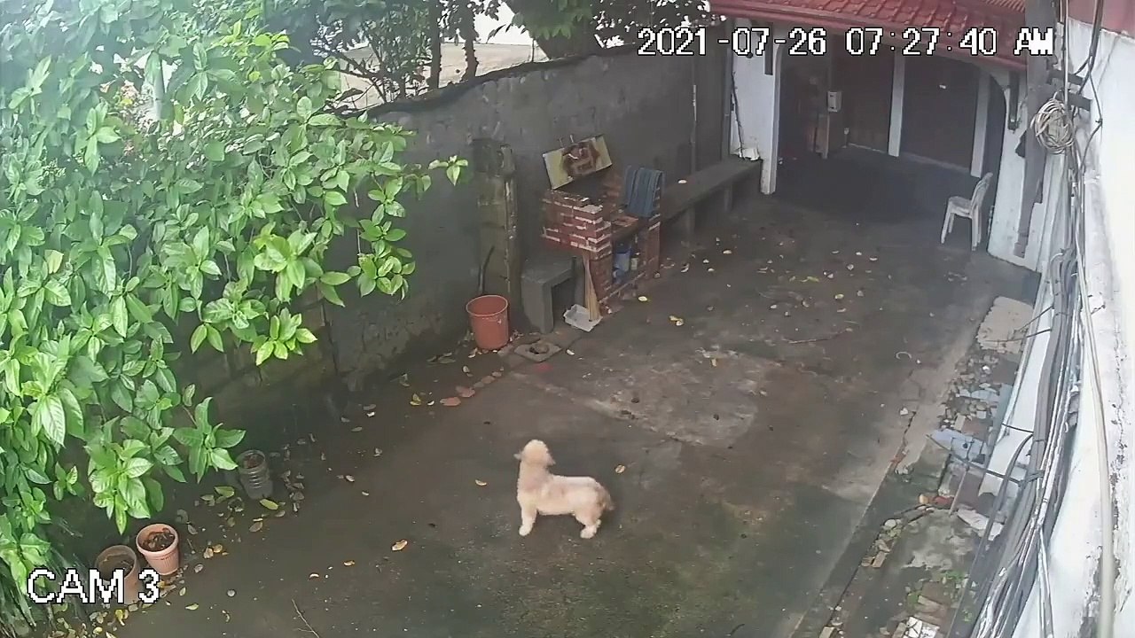 Ce chien échappe de peu à la chute d'un arbre en pleine tempête