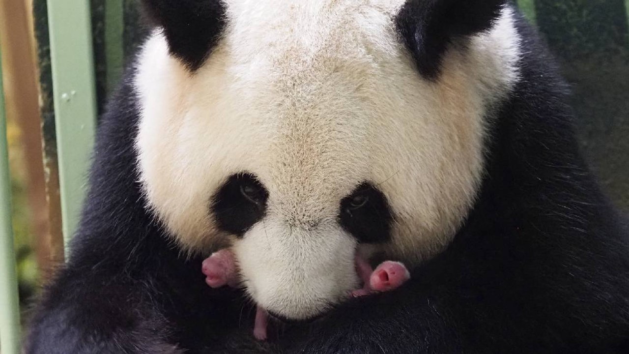 ¡Se creció la familia! Nacen dos pandas gemelos en zoológico de Francia