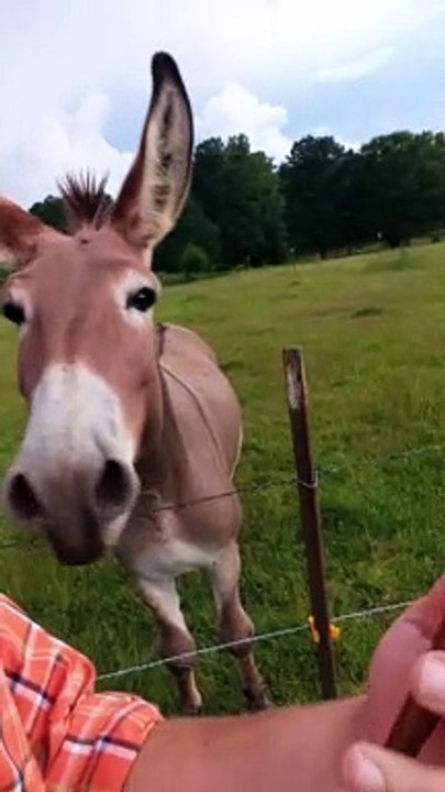 Donkey Honks With Happiness