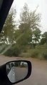 Suzuki Cultus inside view - Beautiful-  Greenery