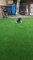 Dog Rubs His Face on Artificial Turf
