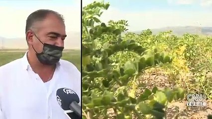 Nohut yeni gelir kapısı olacak