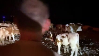 Milas Belediye Başkanı Tokat: Onlarca hayvanı şimdilik uygun bir noktaya getirdik; güvenli yere taşıyacağız