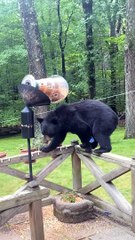 Bear Eats Out of Bird Feeder and Climbs Tree
