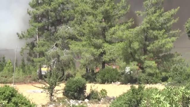 Milas ve Bodrum'da ormanlık alanda çıkan yangınlar kontrol altına alınmaya çalışılıyor