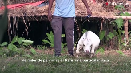 La naturaleza en pequeño: conoce a estos adorables animales miniatura