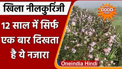 Kerala में इस फूल को लाखों रुपये खर्च कर देखने आते हैं लोग | Neelakurinji flowers | वनइंडिया हिंदी