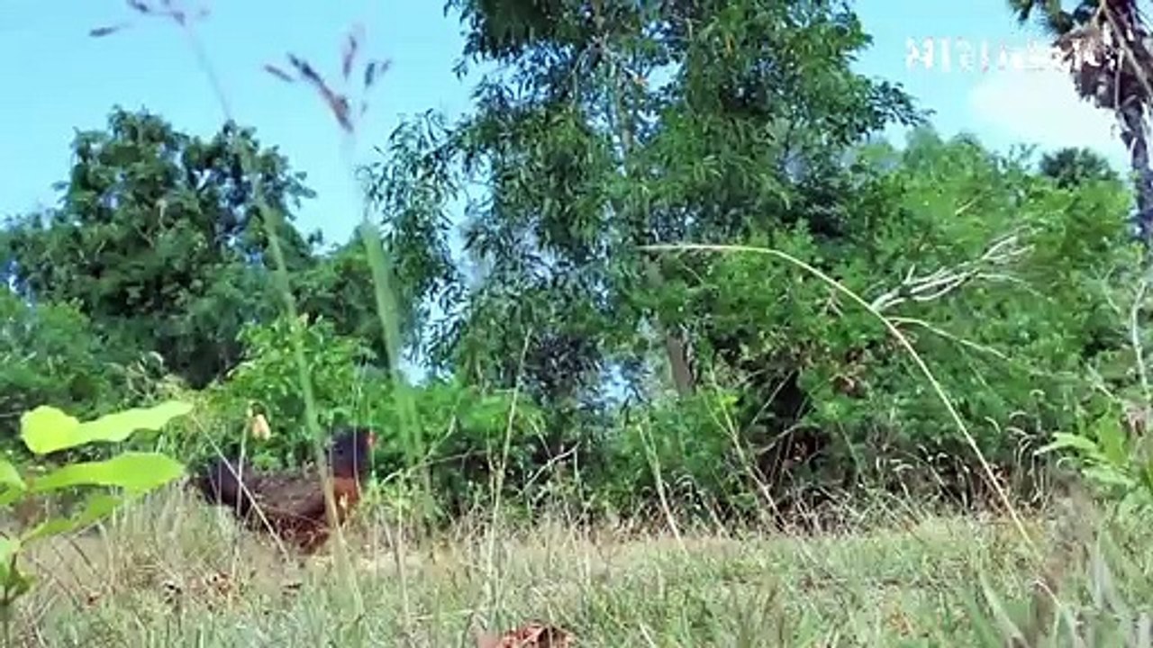 হাতিটি টানা ১১ ঘণ্টা ধরে মাটি খুঁড়ছিল কিন্তু তারপর যা ঘটলো