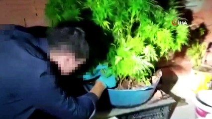 Ev değil, kenevir tarlası