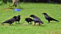 crow sound effect loud | crow feeding sounds | Kingdom Of Awais