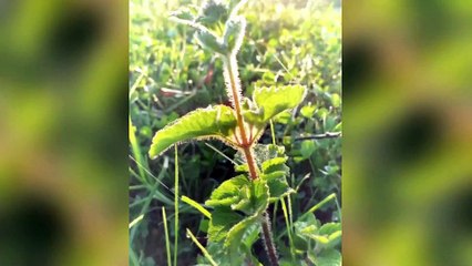 Sunrise at Camping Area East Java