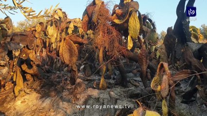 متضررو حريق الكورة يتحدثون لـ"رؤيا" عن مطالبهم