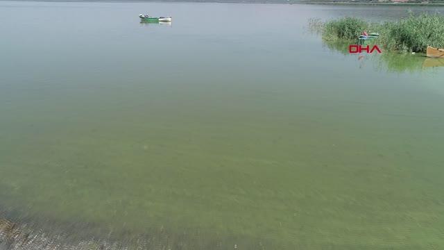 ULUABAT GÖLÜ, ALG PATLAMASIYLA YEŞİLE BÜRÜNDÜ
