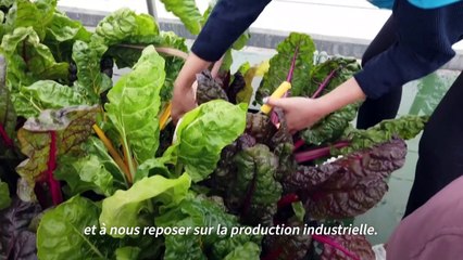 Faire pousser la nature en ville : comment ça marche ?