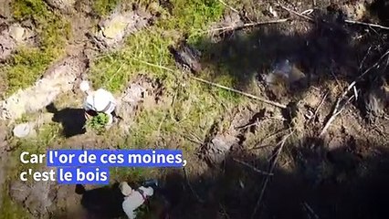 De l'URSS au Covid: un monastère finlandais sauvé par ses forêts