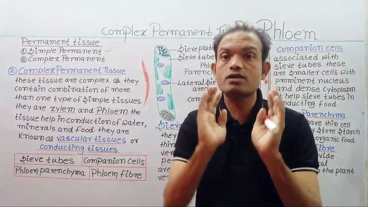 cbse 9th biology,complex permanent tissues,phloem tissues