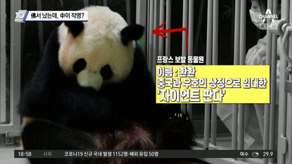 佛서 쌍둥이 판다 났다…이름은 中 펑리위안 몫