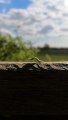 Speedy Caterpillar Crawls Along in a Hurry