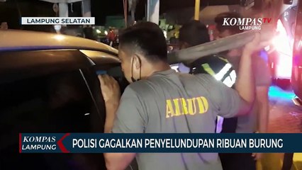 Detik-detik Polisi Gagalkan Upaya Penyelundupan Ribuan Burung