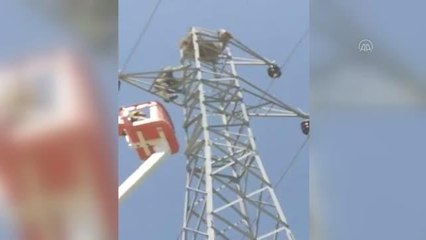 Karapınar'da elektrik direğindeki yuvasında mahsur kalan kartal kurtarıldı