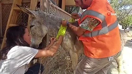 Kadıköy, yangından etkilenen tüm canlılar için seferber oldu
