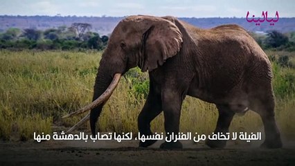 توب5-حقائق عن الفيلة