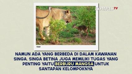 Mengapa Singa Jantan Tidak Berburu