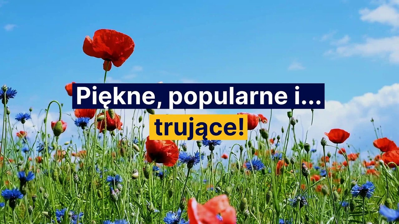 Piękne, popularne i...  trujące! Uważaj na te rośliny