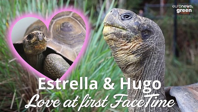 Endangered tortoises separated by lockdown share their first date via FaceTime