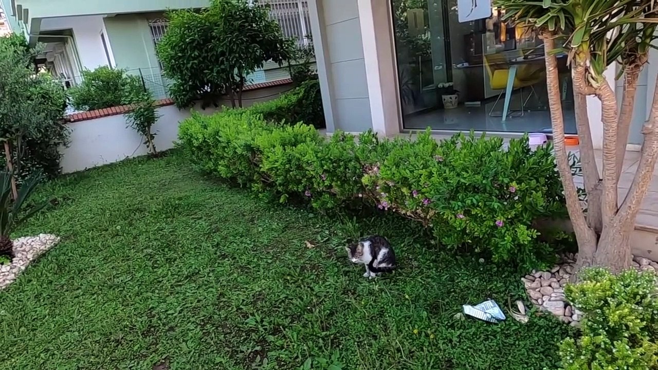 Mère chat appelant ses chatons pour la nourriture