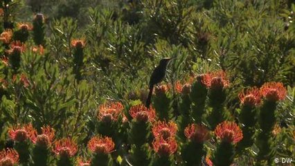 Sudáfrica: la conservación de la naturaleza como incentivo fiscal