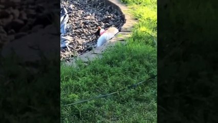 Envie de rire toute la journée ? regardez ces animaux les plus drôles sur Internet