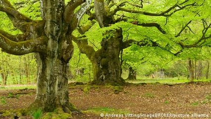 Why are forests so valuable?