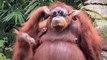 L'orang-outan le plus cool du zoo... Lunettes de soleil