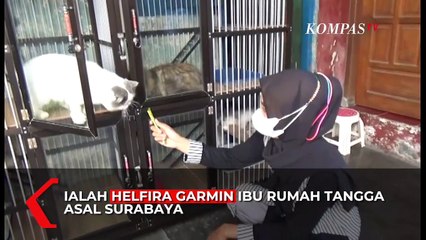 Hobi Unik, Kucing Ras Bikin Cuan