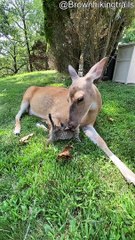 Kitten Receiving Loves from Buttons the Deer