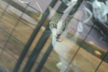 Son dakika gündem: Milas'taki yangında evin balkonunda mahsur kalan kedi gazeteciler tarafından kurtarıldı