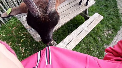 Playful Goat Discovers the Magic of Zippers