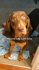 Hound Dog Excited About Bath Time
