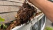 How gutters are professionally deep cleaned