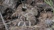Changing climate could be good for rattlesnakes