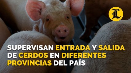 Operativo supervisa entrada y salida de cerdos en diferentes provincias del país