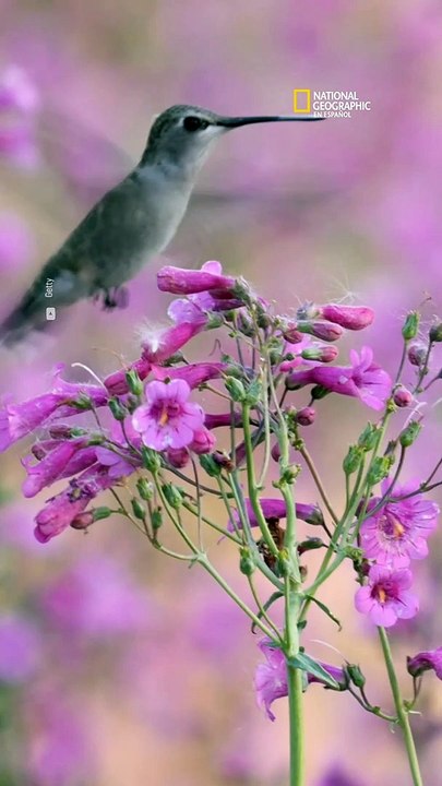 Todas las curiosidades que no sabías de los colibríes