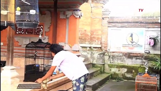 Bisnis Ternak Burung Murai, Primadona Para Pencinta Burung