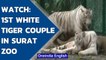 Surat zoo gets 2 white tigers from Rajkot zoo under Animal Exchange Programme | Watch |Oneindia News